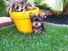 Christmas Teacup Yorkie Puppies For Adoption